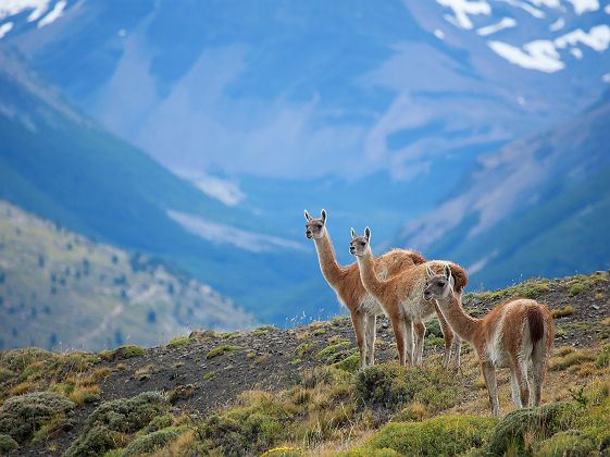 Trois guanacos à Torres del Paine parc national au Chili