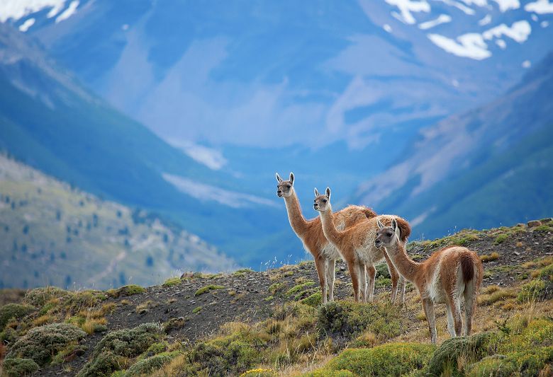 Trois guanacos à Torres del Paine parc national au Chili