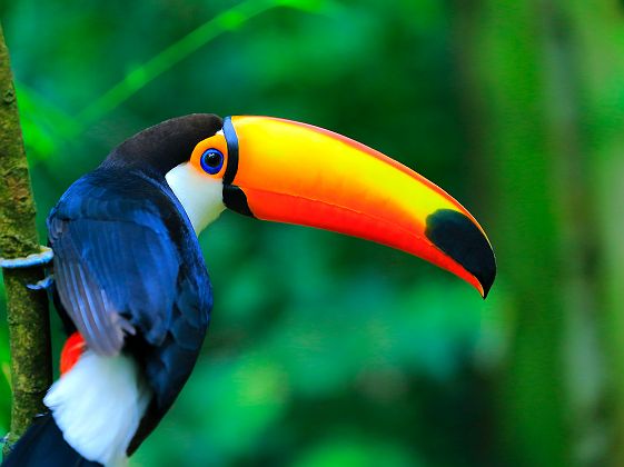 Brésil - Portrait d'un toucan  dans une forêt tropicale en amazonie