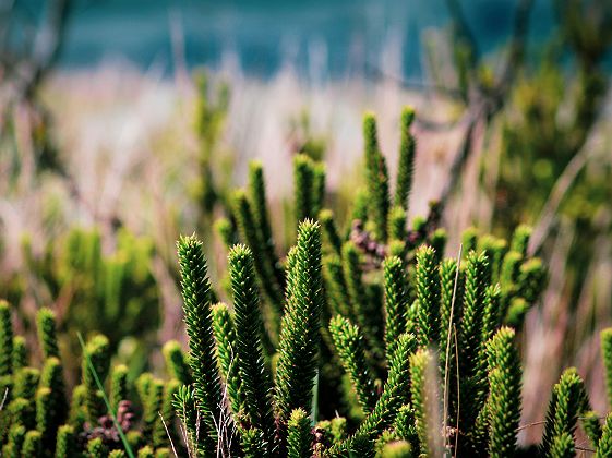 Conceição DO Ibitipoca - Conceição da Ibitipoca, Lima Duarte - State of Minas Gerais, Brazil