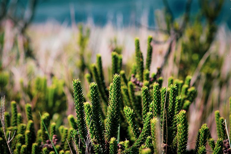 Conceição DO Ibitipoca - Conceição da Ibitipoca, Lima Duarte - State of Minas Gerais, Brazil