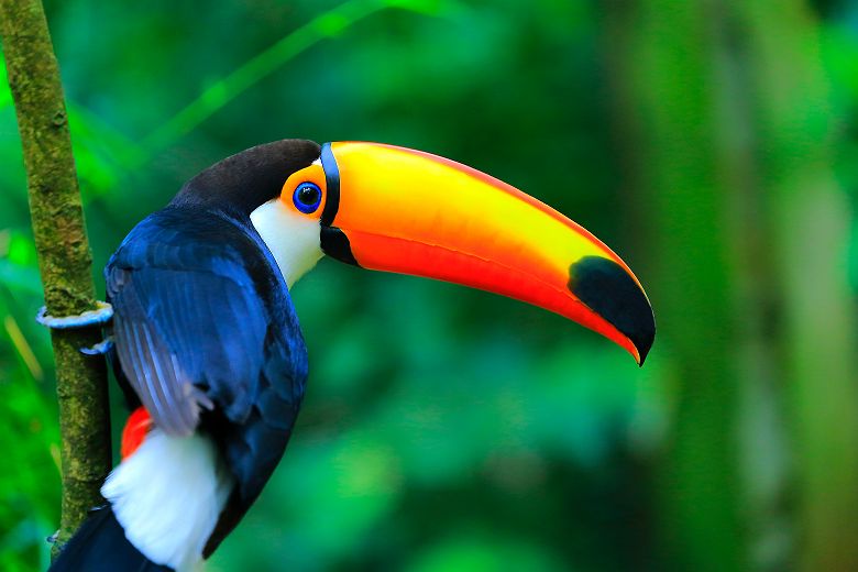 Brésil - Portrait d'un toucan  dans une forêt tropicale en amazonie