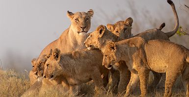 Famille de lions qui jouent dans la Moremi Game Reserve - Desert & Delta