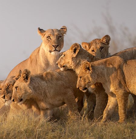 Famille de lions qui jouent dans la Moremi Game Reserve - Desert & Delta