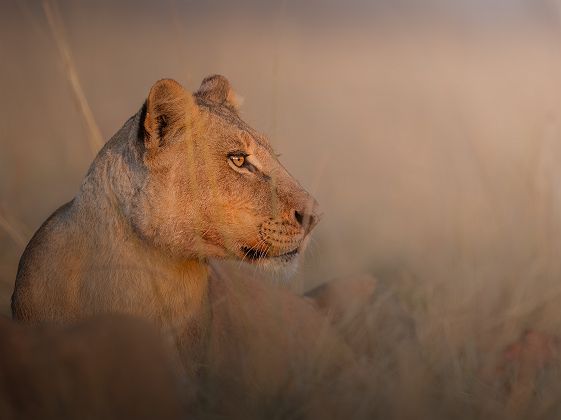 Faune de la Moremi Game Reserve - Desert & Delta