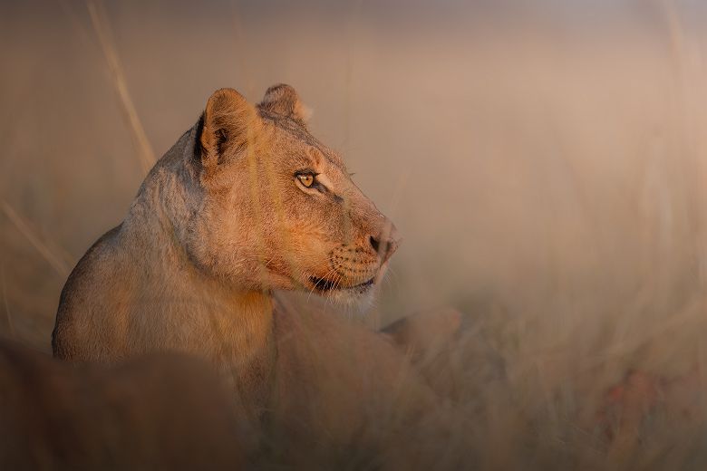 Faune de la Moremi Game Reserve - Desert & Delta