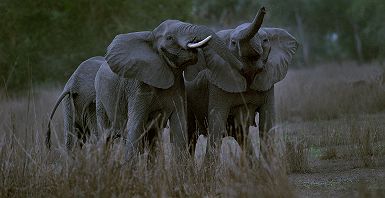 Eléphants dans le parc national de Gorongoza
