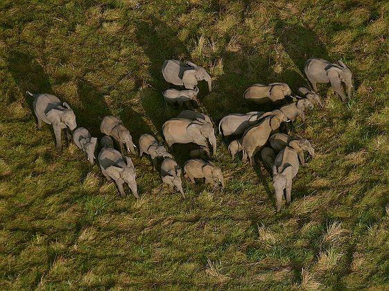Troupeau d'éléphants dans le parc national de Gorongoza