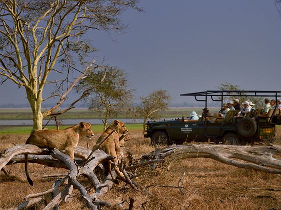 Safari dans le parc national de Gorongoza