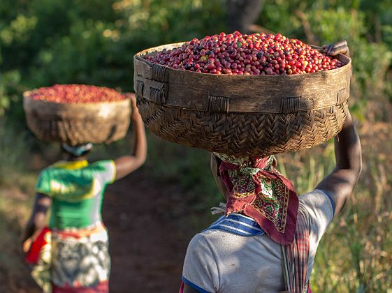 Plantations de café au Mont Gorongoza