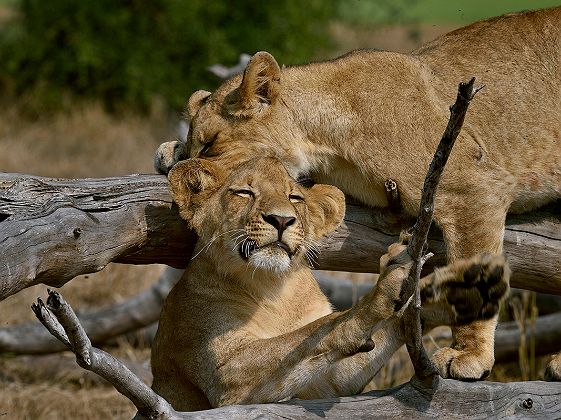 Lions dans le parc national de Gorongoza