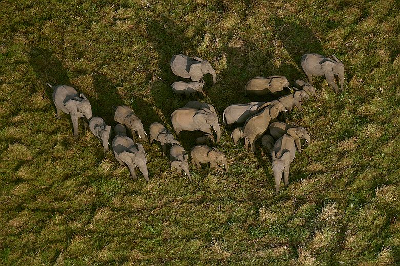 Troupeau d'éléphants dans le parc national de Gorongoza
