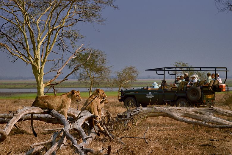 Safari dans le parc national de Gorongoza