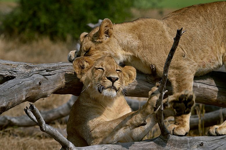 Lions dans le parc national de Gorongoza