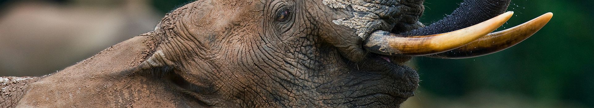 Eléphant du parc national d'Odzala-Kokoua