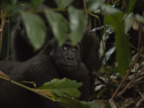 Portrait d'un gorille dans la concession de Ndzehi