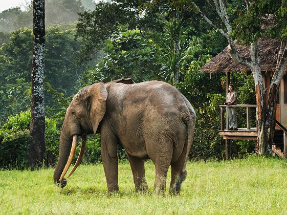 Eléphant au Mboko Lodge by Kamba