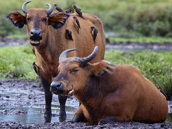 Buffles d'eau proche du Mboko Lodge by Kamba