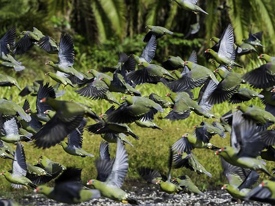 Envol d'oiseaux dans le parc national d'Odzala-Kokoua