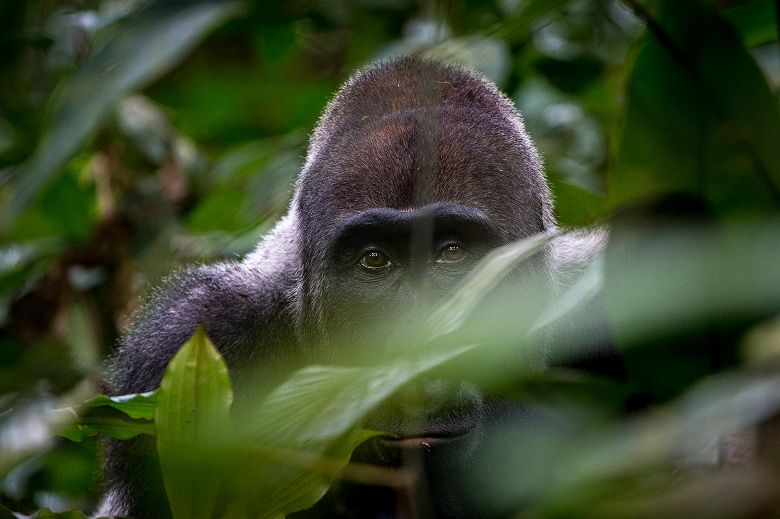 Portrait d'un gorille dans la concession de Ndzehi
