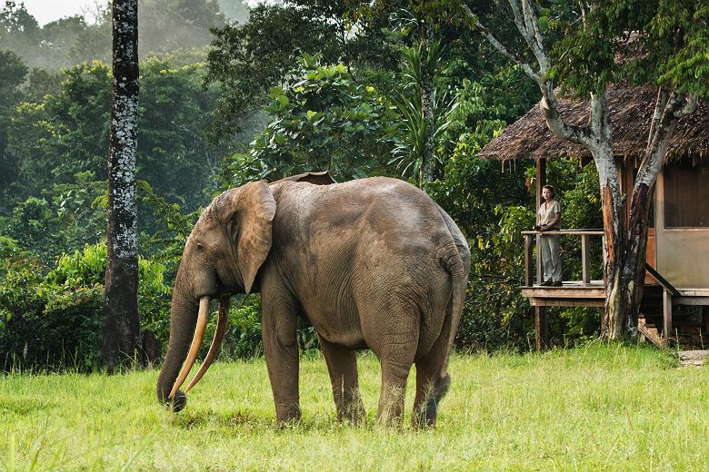 Eléphant au Mboko Lodge by Kamba