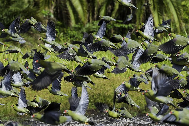 Envol d'oiseaux dans le parc national d'Odzala-Kokoua