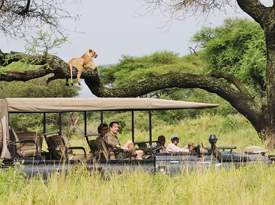 Little Chem Chem - safari