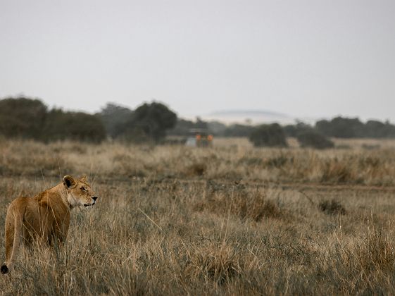 Lionne dans le parc national du Serengeti