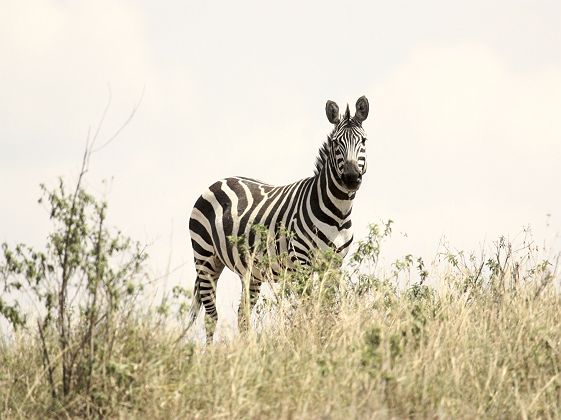 Zèbre dans le Serengeti