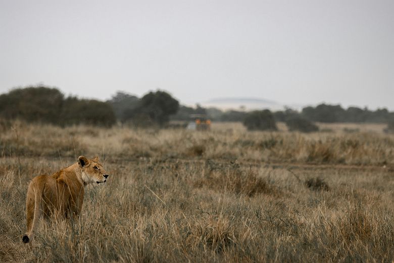 Lionne dans le parc national du Serengeti