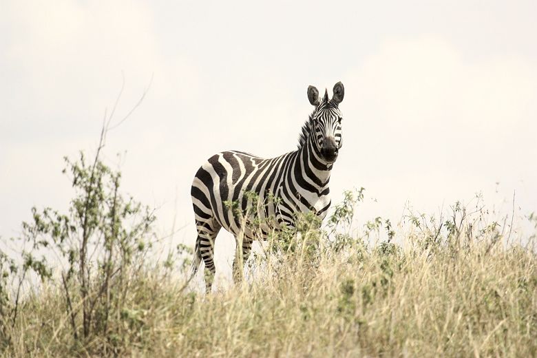 Zèbre dans le Serengeti