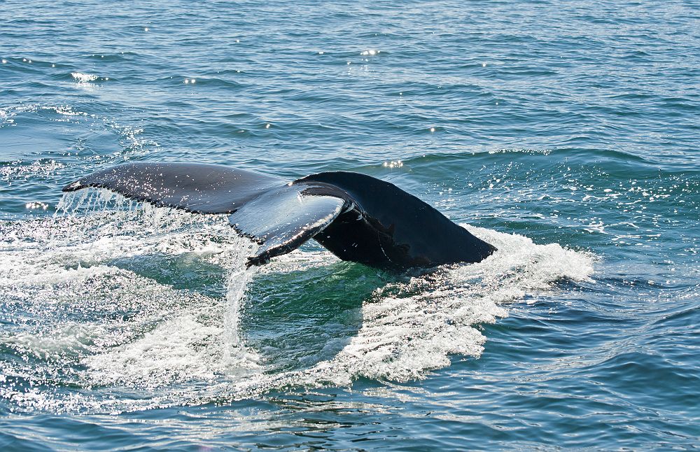 Baleine à bosse près de Husavick - Islande