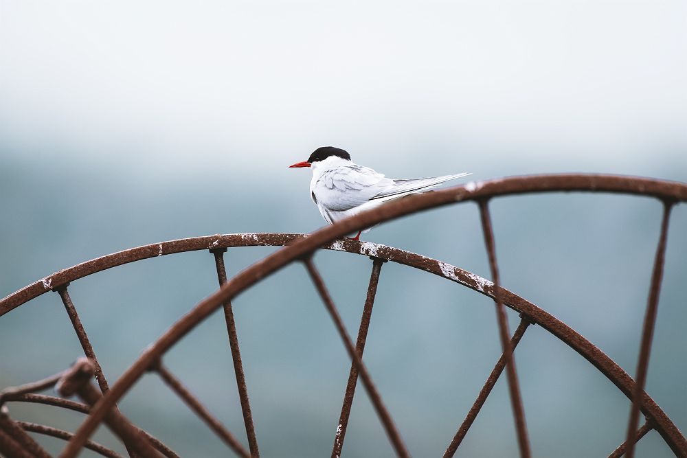 Croisière Islande Terre de Feu et de Glace