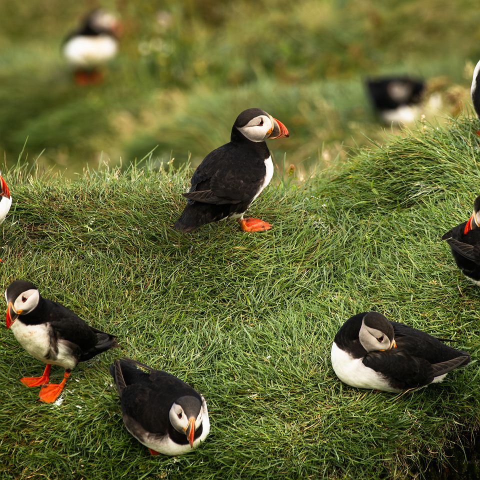 croisière Islande Terre de feu et de glace