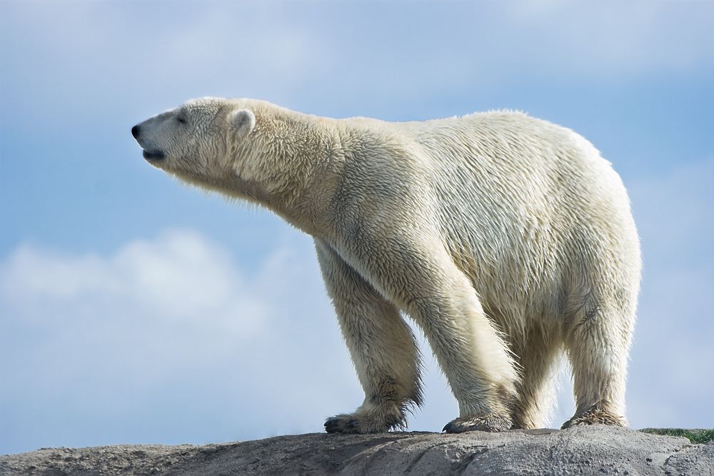 Ours blanc au Groënland