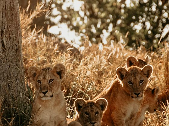 Lionceaux dans le Serengeti