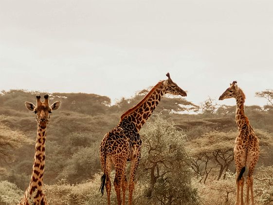 Girafes dans le parc national du Serengeti