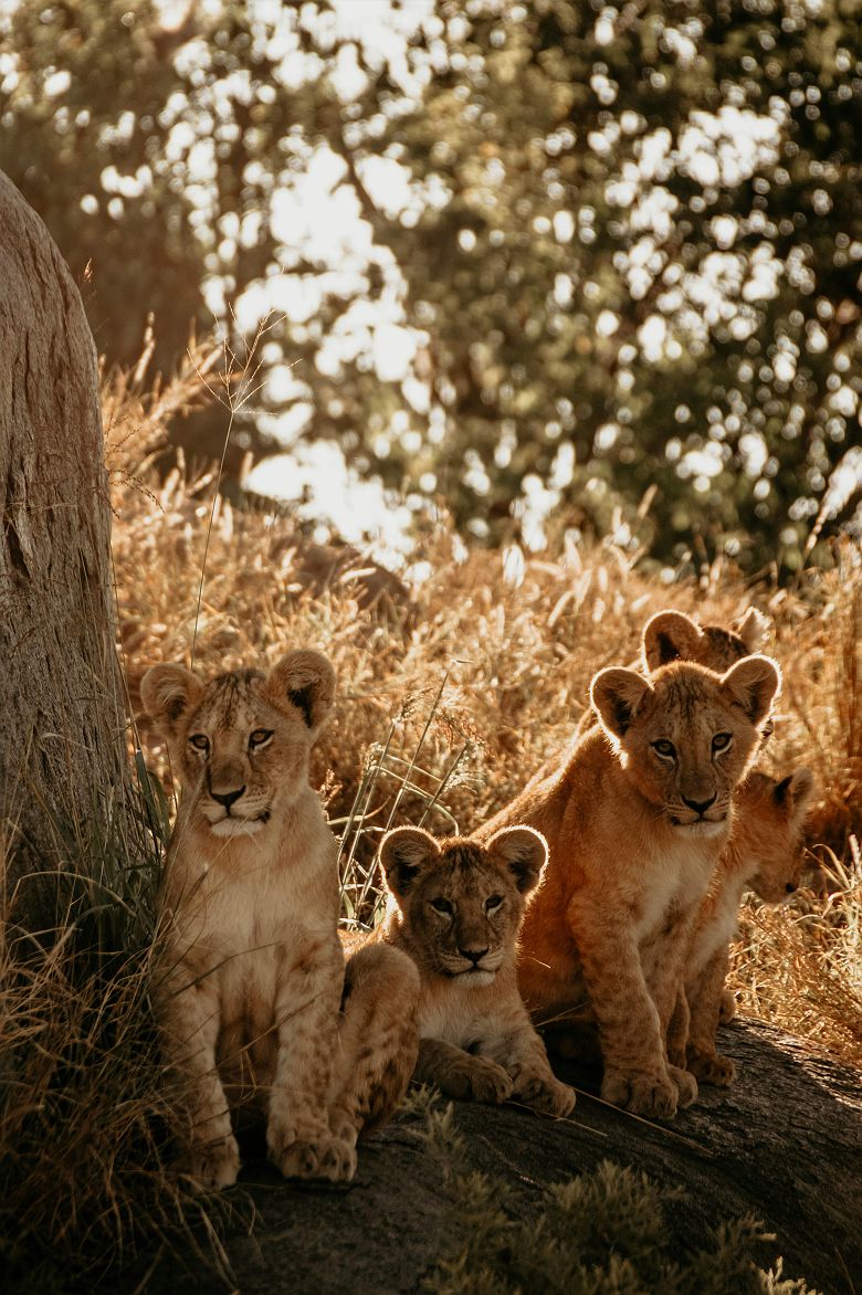 Lionceaux dans le Serengeti
