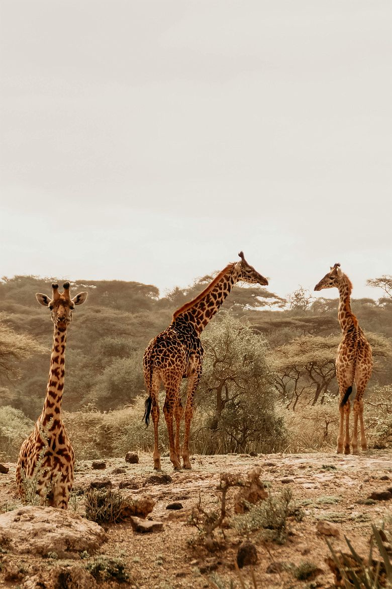 Girafes dans le parc national du Serengeti