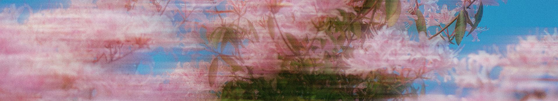 Cerisiers en fleurs - Corée du Sud 