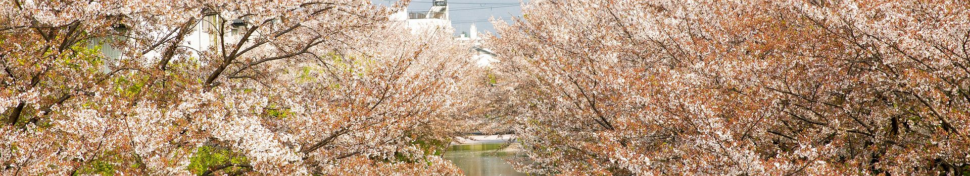 Cerisiers en fleurs (sakura) - Kyoto - Japon 