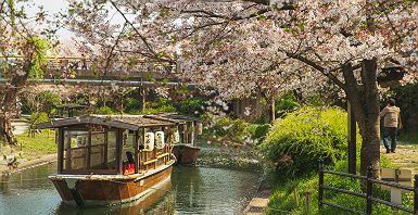 Cerisiers en fleurs (sakura) - Kyoto - Japon 