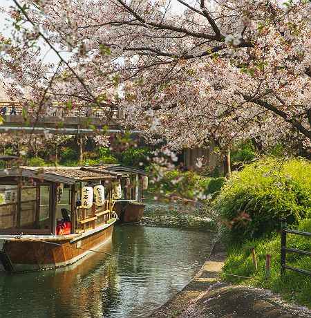 Cerisiers en fleurs (sakura) - Kyoto - Japon 