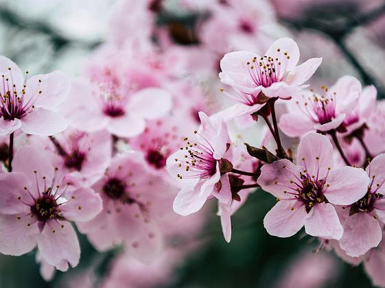 Cerisiers en fleurs (sakura) - Japon 
