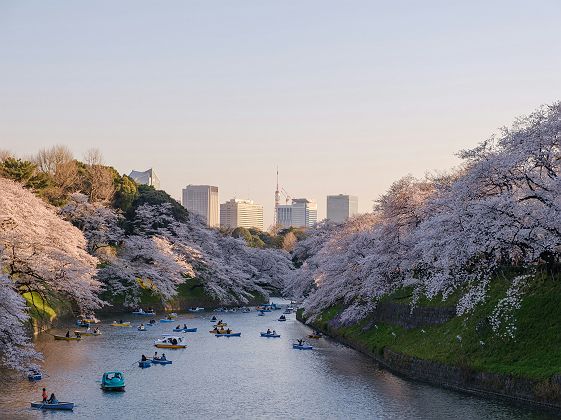 Cerisiers en fleurs (sakura) - Tokyo - Japon 