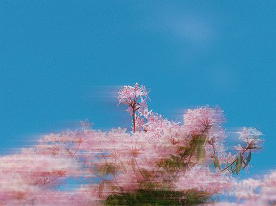 Cerisiers en fleurs (sakura) - Japon 