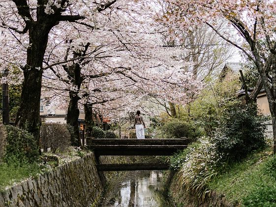 Cerisiers en fleurs (sakura) - Kyoto - Japon 