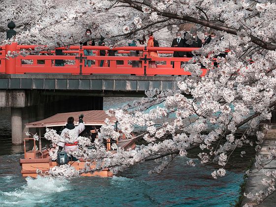 Cerisiers en fleurs (sakura) - Kyoto - Japon 