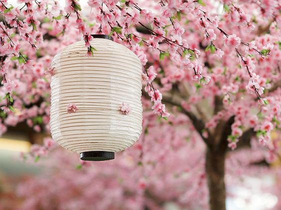 Lanterne japonaise devant des fleurs de cerisier - Japon