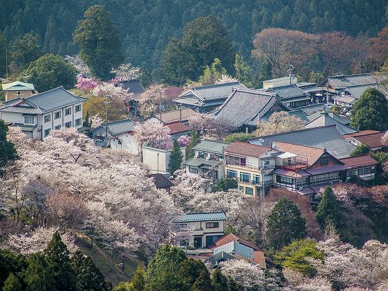 Cerisiers en fleurs (sakura) - Mont Yoshino - Japon 